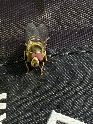 Unknown species found near Glacier National Park, Babb, MT, US