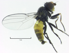Dicraeus tibialis