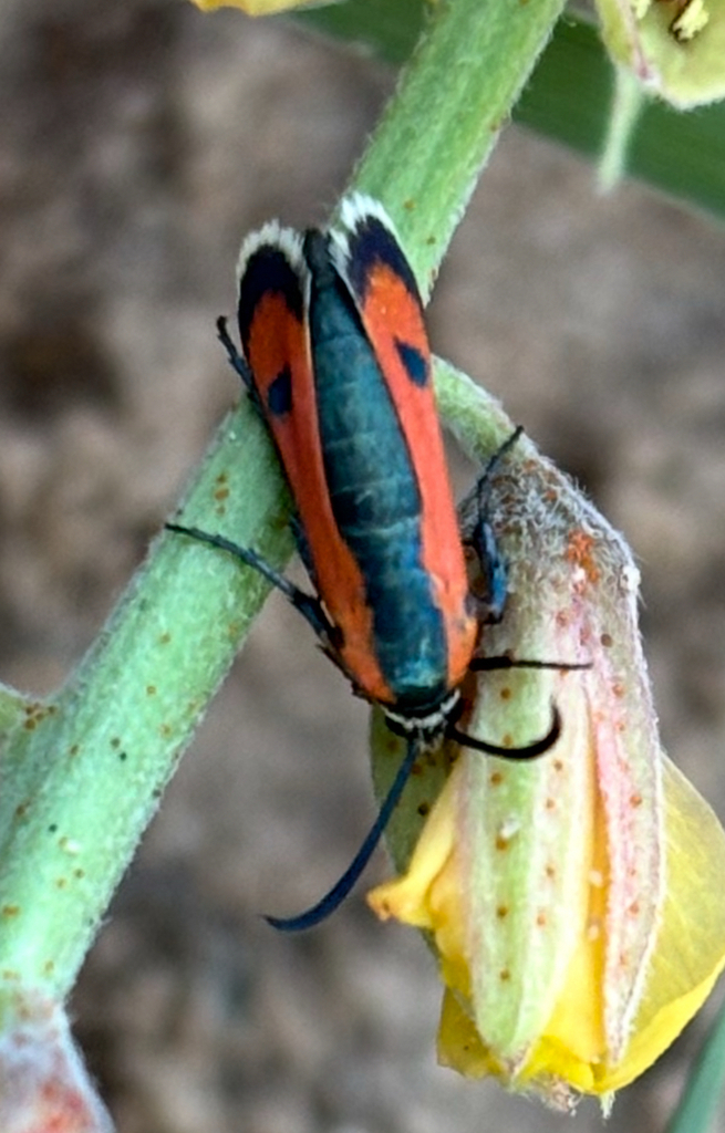 Calasesia coccinea