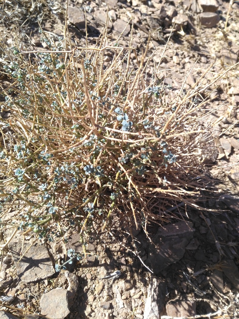 Andrachne fruticulosa