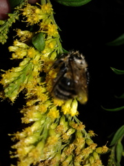 Bombus impatiens