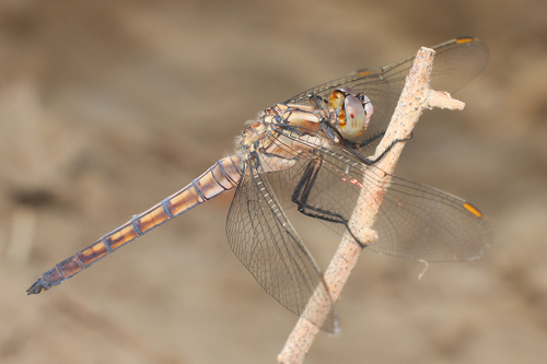 Southern Skimmer