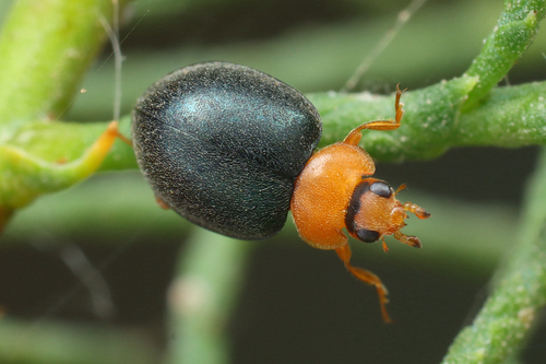 Parexochomus semenowi