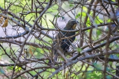 Saltator coerulescens