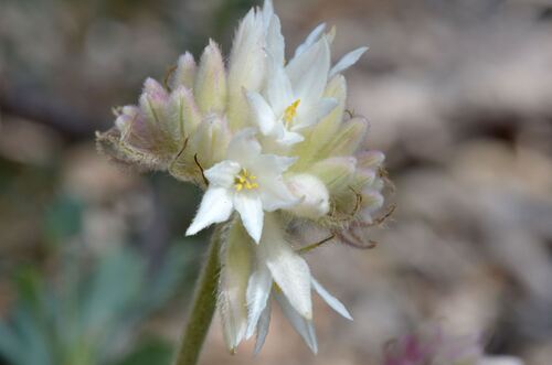 Conostylis setosa (Conostylis setosa)