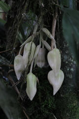 Stanhopea