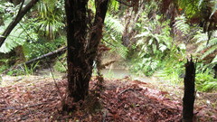Dicksonia squarrosa