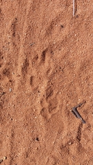 Hyaena hyaena