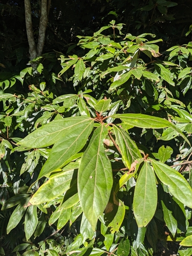 Neolitsea dealbata observed 2025-08-04