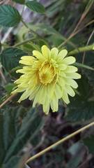 Schlagintweitia intybacea