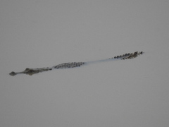 Crocodylus suchus