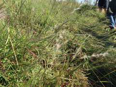 Bothriochloa torreyana
