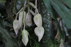 Stanhopea