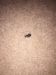 Triatoma