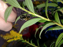 Bombus impatiens