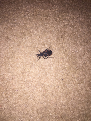 Triatoma