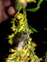 Bombus impatiens