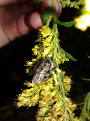 Bombus impatiens