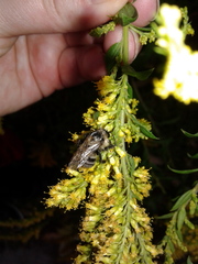 Bombus impatiens