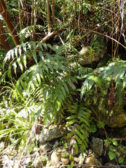 Asplenium lepidotum