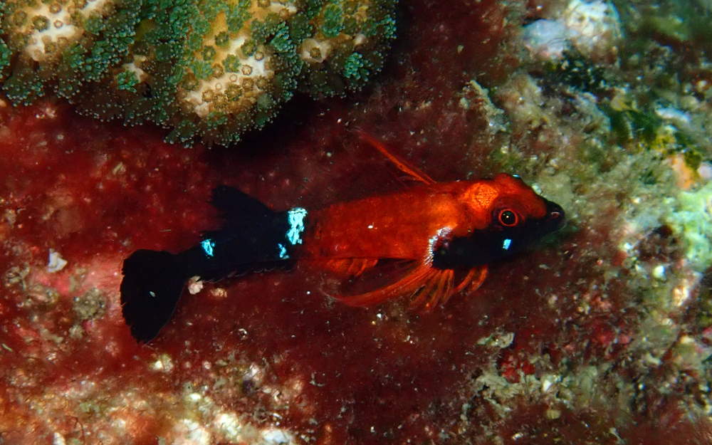 Blackbelly triplefin (Enneapterygius hemimelas) — Tripterygiidae