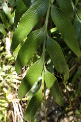 Asplenium lepidotum