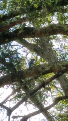Cyanocitta cristata image
