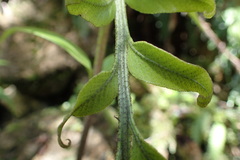 Asplenium lepidotum