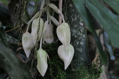 Stanhopea
