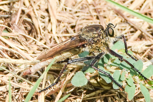 Great Plains Marauder