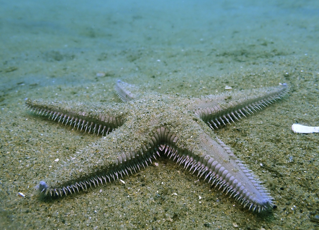 Sand Star Shell Spiny Sand Star from Kerckhoff Marine Laboratory, Corona Del Mar ...