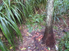 Dicksonia squarrosa