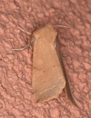 Perigonica tertia