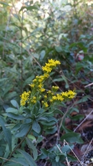 Solidago elongata