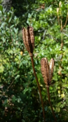 Lilium pardalinum pardalinum