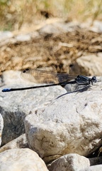 Argia immunda