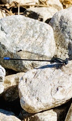 Argia immunda