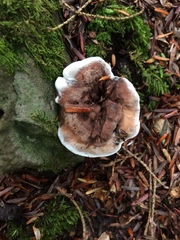 Phellodon violascens