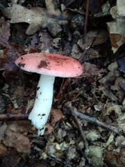 Russula silvestris