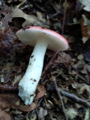 Russula silvestris
