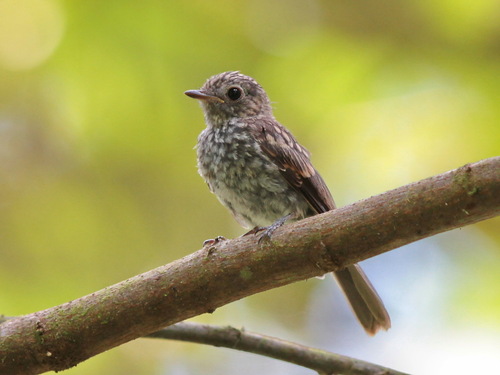 Brown-streaked Flycatcher (Muscicapa williamsoni), photo 6