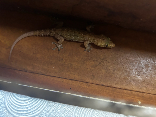 Spotted House Gecko