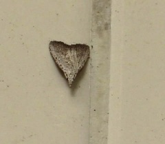 Meganola brunellus