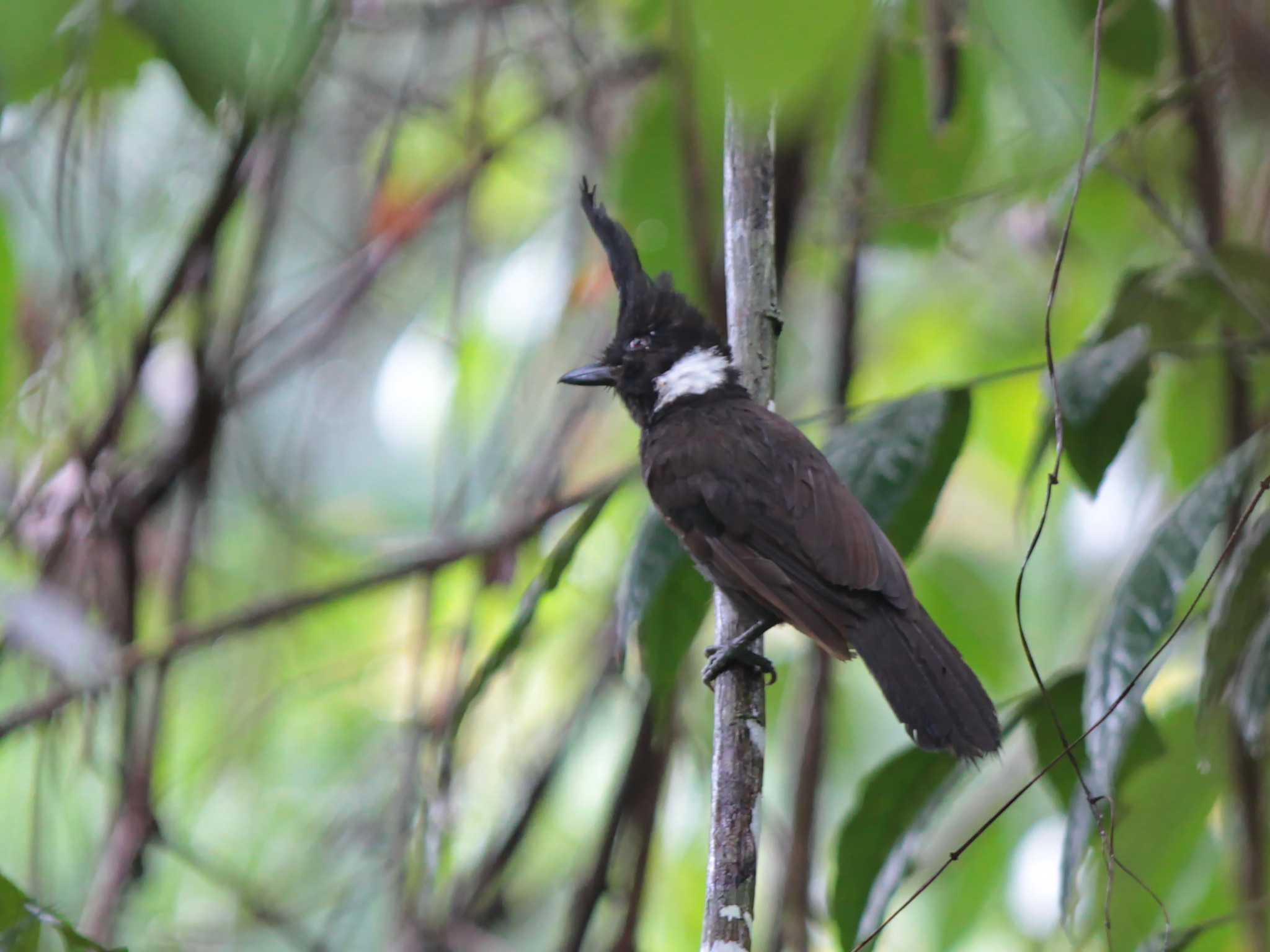 Crested Jayshrike (Platylophus galericulatus), photo 4