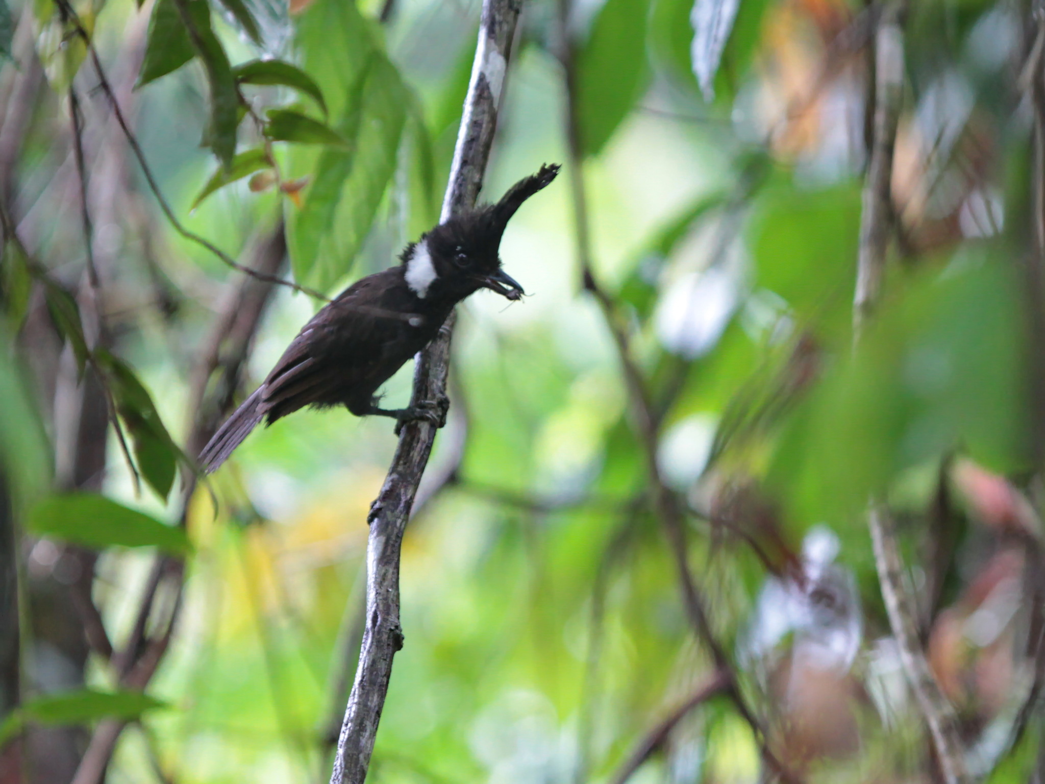 Crested Jayshrike (Platylophus galericulatus), photo 8
