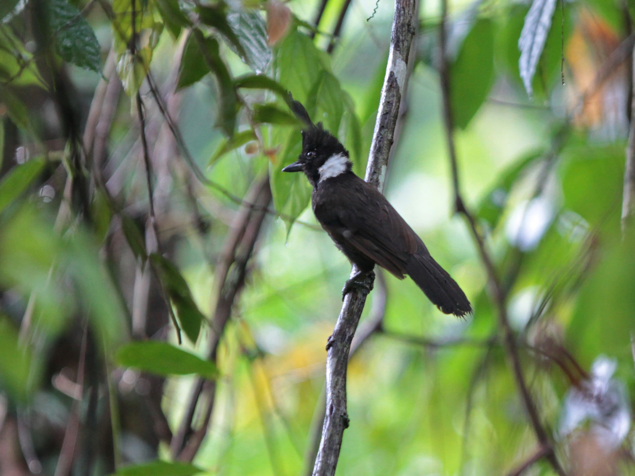 Crested Jayshrike (Platylophus galericulatus), photo 3