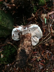Phellodon violascens