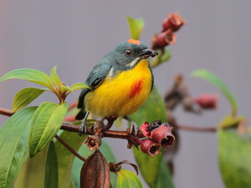 Crimson-breasted Flowerpecker (Prionochilus percussus), photo 5