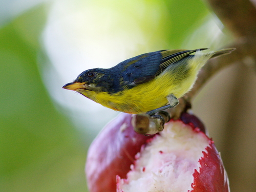 Crimson-breasted Flowerpecker (Prionochilus percussus), photo 2