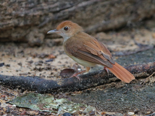 Ferruginous Babbler (Pellorneum bicolor), photo 6